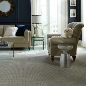 Puppy on couch | Gainesville CarpetsPlus COLORTILE