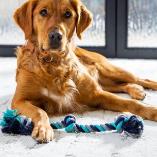 Dog siting on carpet |  Gainesville CarpetsPlus COLORTILE